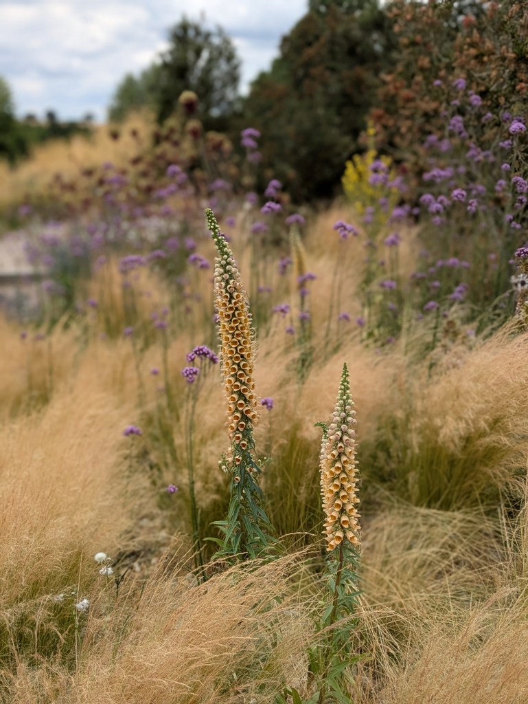 Planting combinations. Hyde Hall July 2026