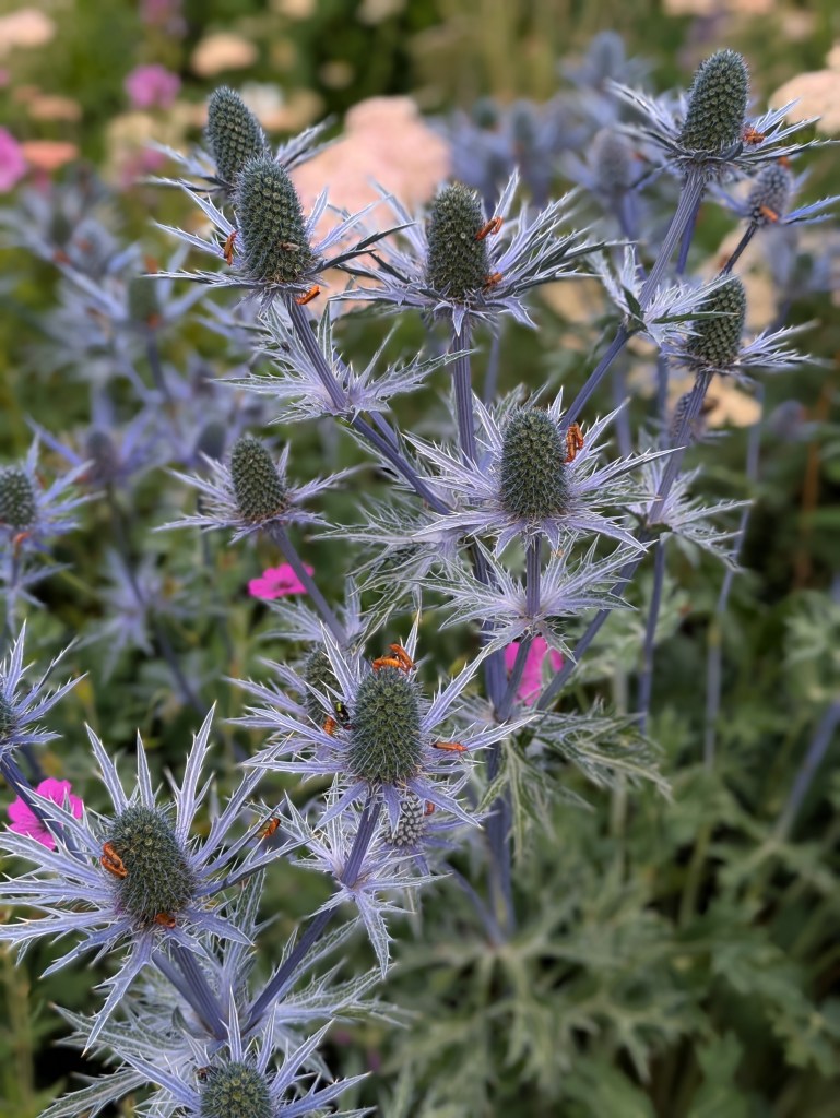 Eryngium and insects. Hyde Hall July 2026