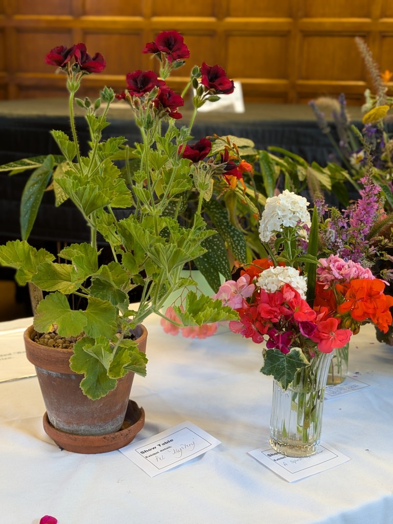 Pelargoium and posy on the Show Table, July 2026