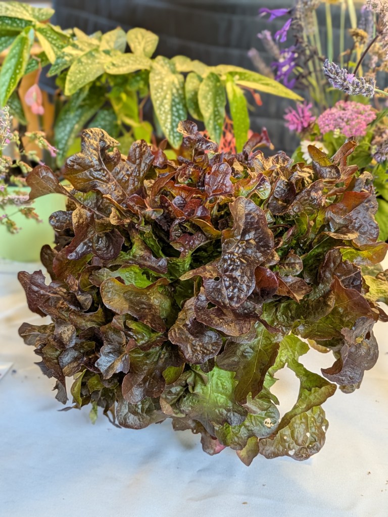 Impressive lettuce on the Show Table, July 2026