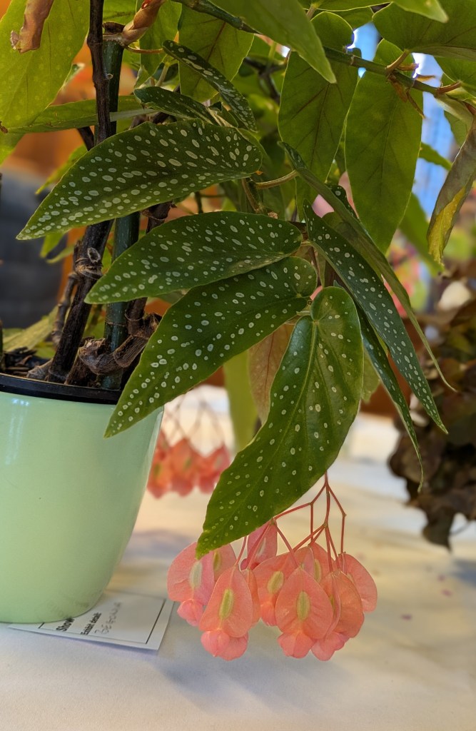 Pretty Begonia on the Show Table, July 2026