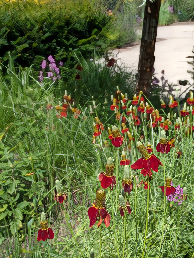 Ratibida in the Modern Country Garden. Hyde Hall July 2026