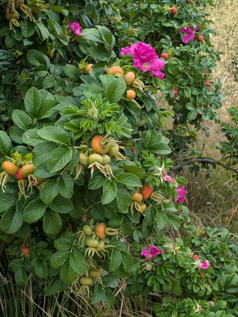 Rosa rugosa. Hyde Hall July 2026