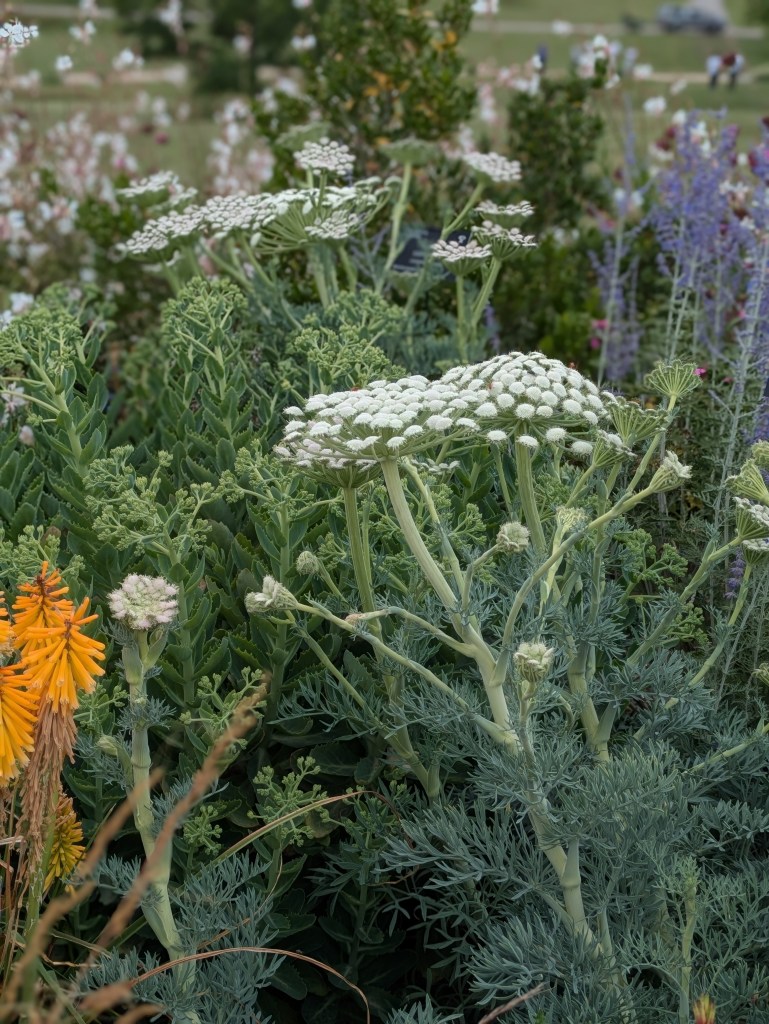 Seseli gummiferum (moon carrot).. Hyde Hall July 2026