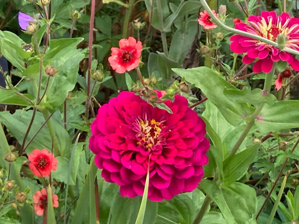 Zinnia in the Cottage Garden. Hyde Hall July 2026