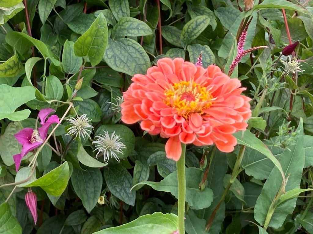 Zinnia in the Cottage Garden. Hyde Hall July 2026