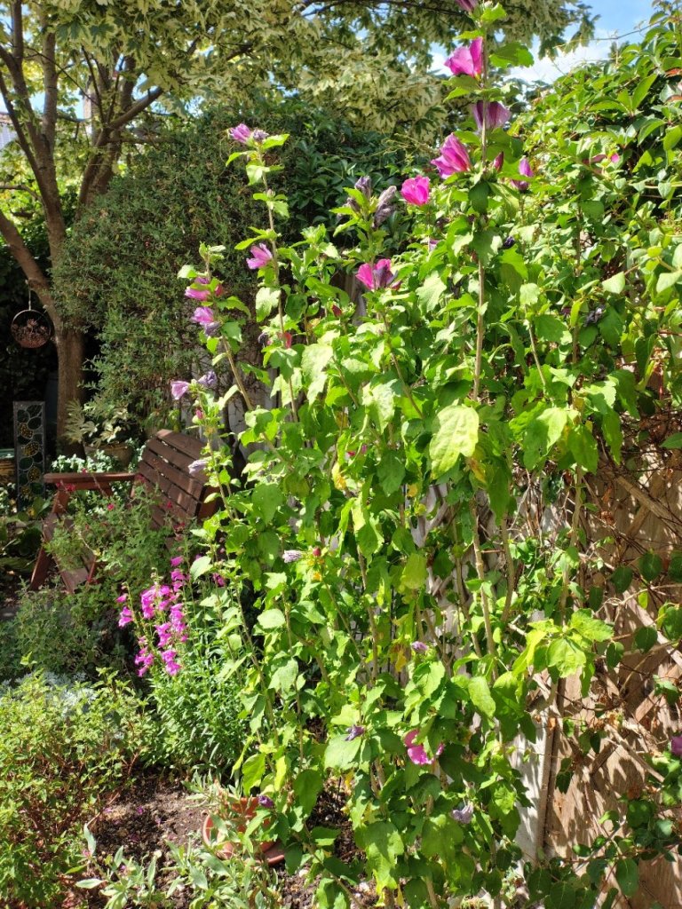 Carolyn's hibiscus (in the ground and not watered) and penstemon (in a pot and regularly watered) are loving the sun. The honeysuckle (in the foreground of the photo) is less happy. August 2026