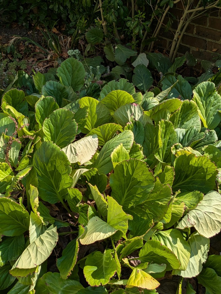 Unwatered Bergenia cordifolia, August 2026