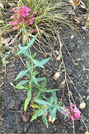 Anne's Centranthus ruber (red valerian) defying the drought, August 2026
