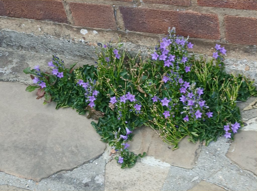 Chris's Campanula is never watered and comes up every year - drought or no drought. August 2026
