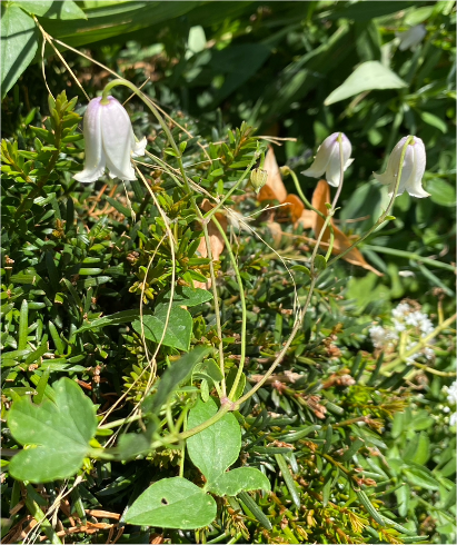 Clematis 'Betty Corning' surviving in Vija's garden, August 2026