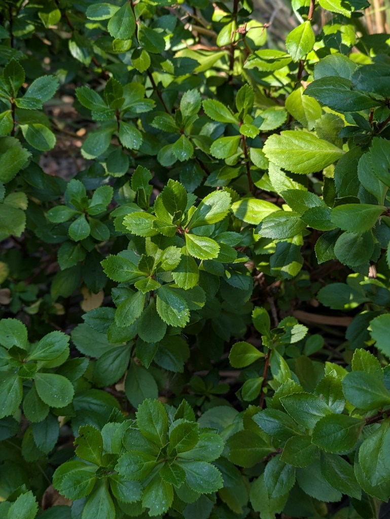 Blemish- and flower-free Escallonia 'Pride of Donard'. August 2026