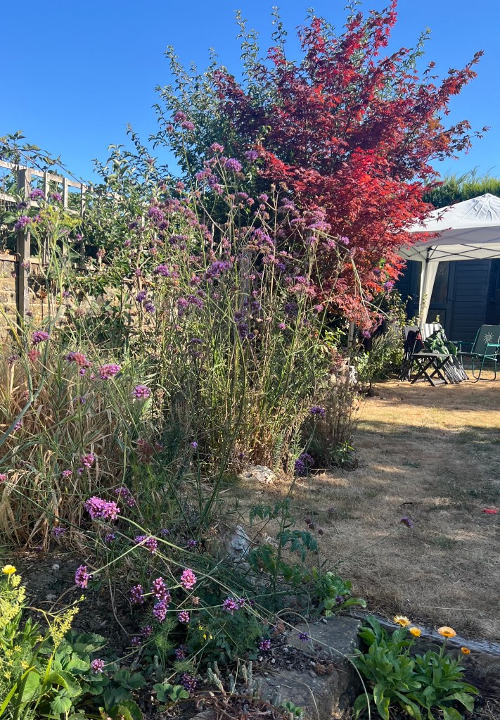 Maple, Verbena and Calendula all doing well in Fran's South-facing garden without watering. August 2026