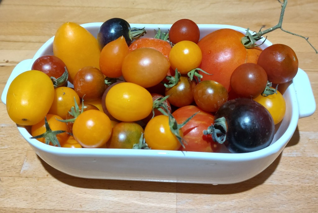 Tomatoes are loving the heat, August 2026