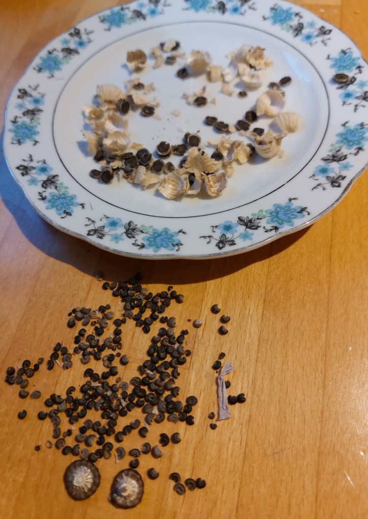 Extra small hollyhock and annual Lavatera seeds, August 2026
