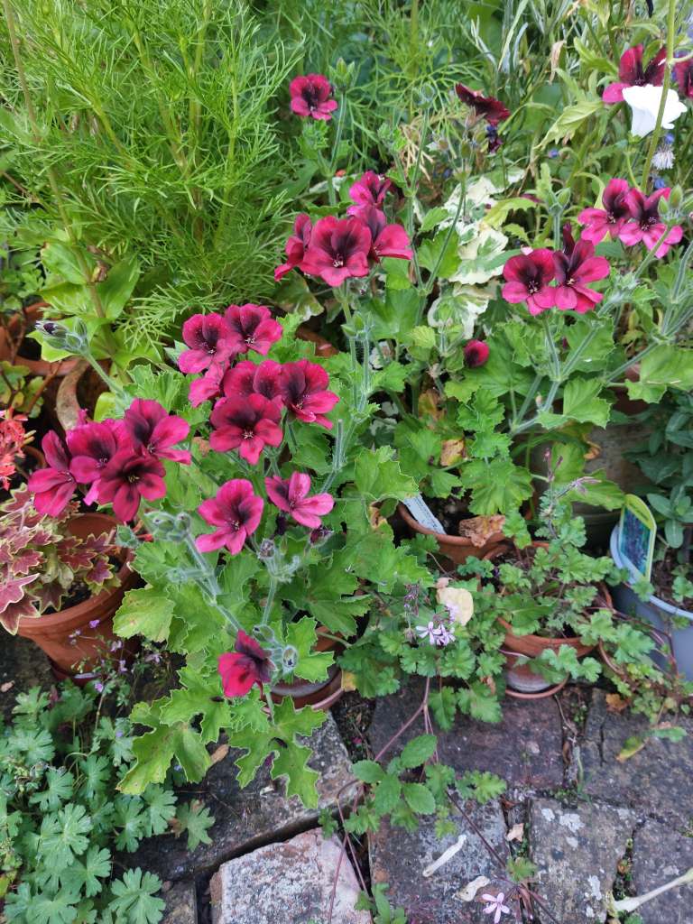 Pelargonium 'Mystery', August 2026