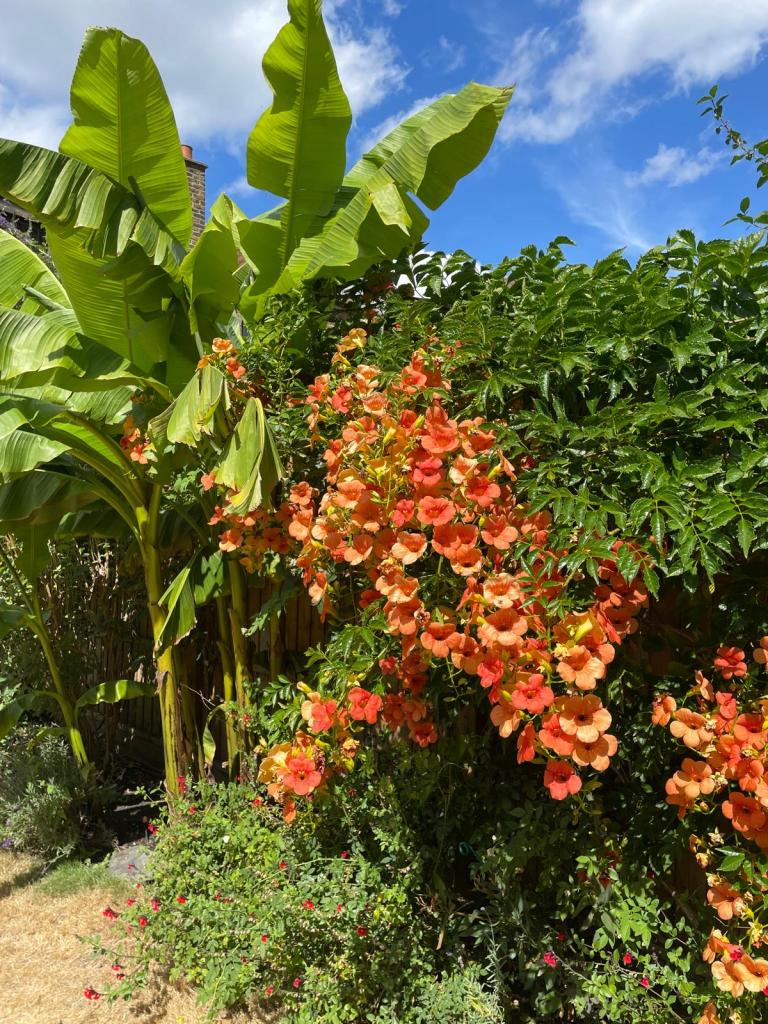 Very happy banana plant and Chinese vine in Val's garden. August 2026