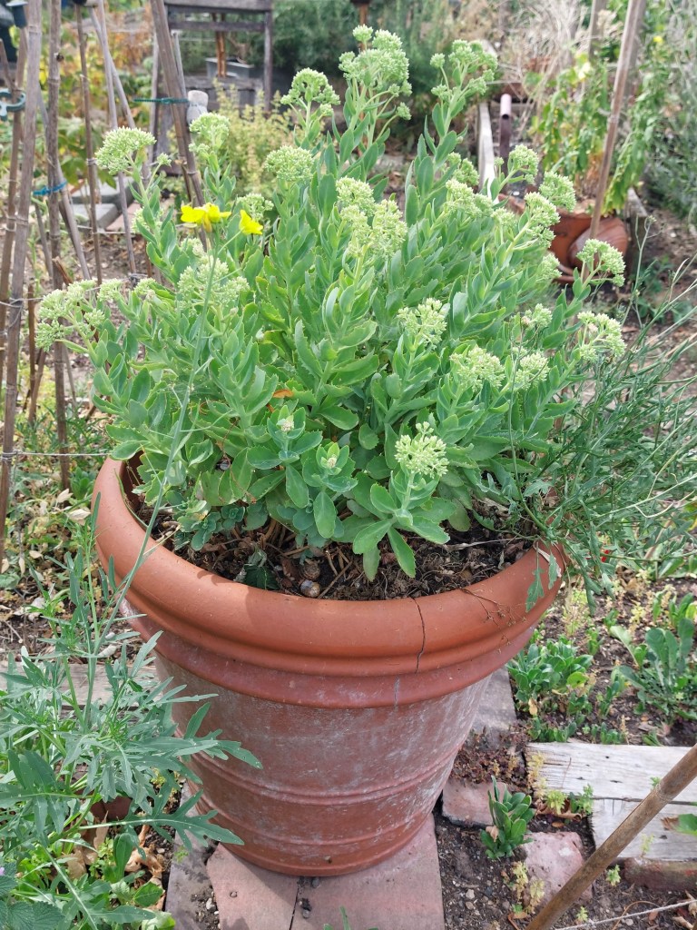 Hylotelephium in a pot (not watered), August 2026