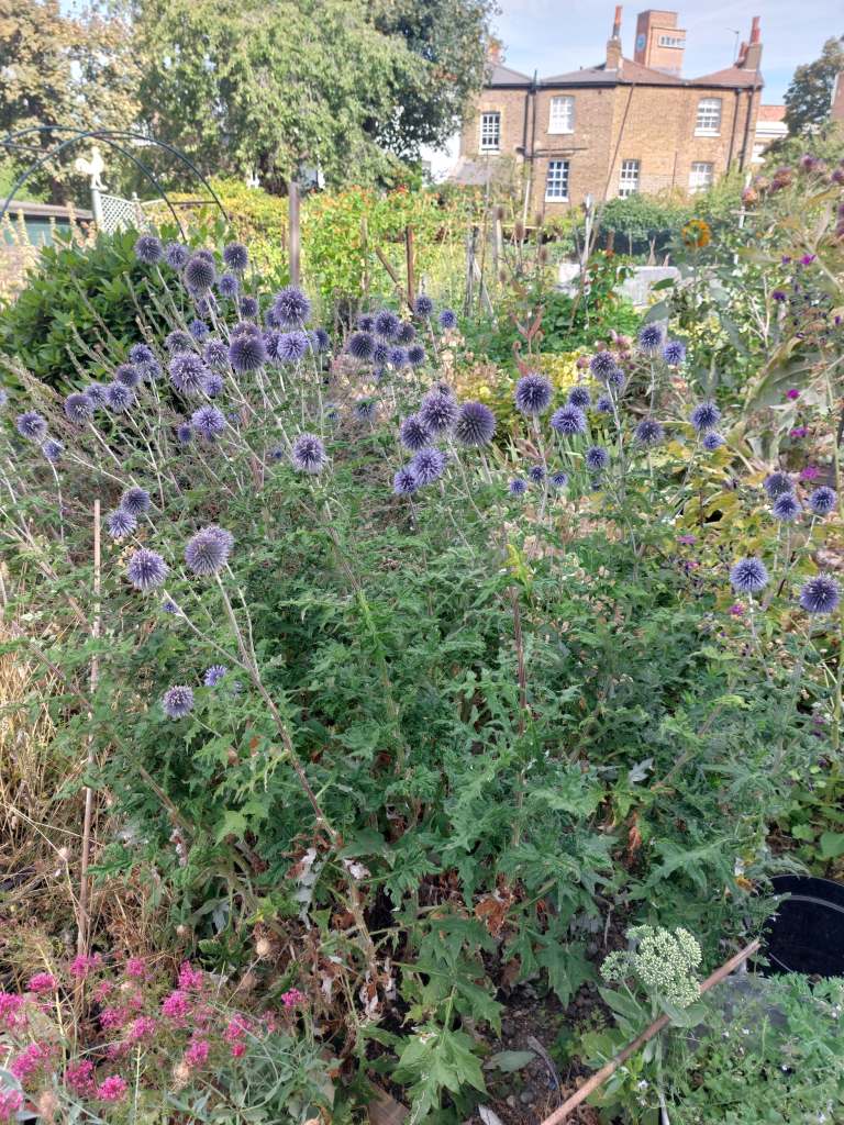 Echinops (not watered), August 2026