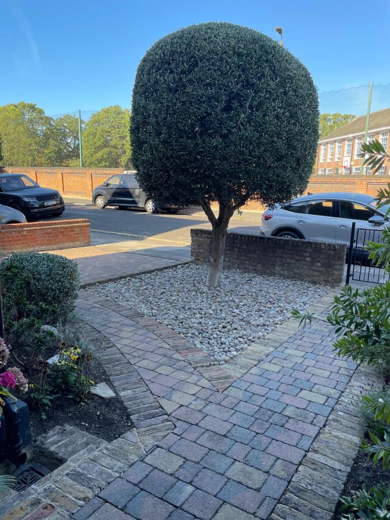 Olive tree in Val's garden looking good on no water at all. August 202