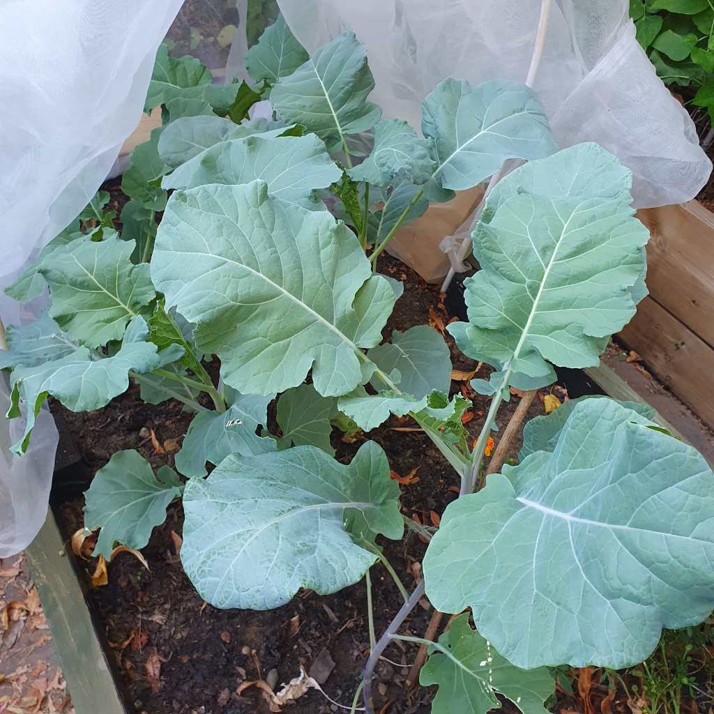 Mandy and Brownie's sprouting broccoli is loving the heat - but is being watered!