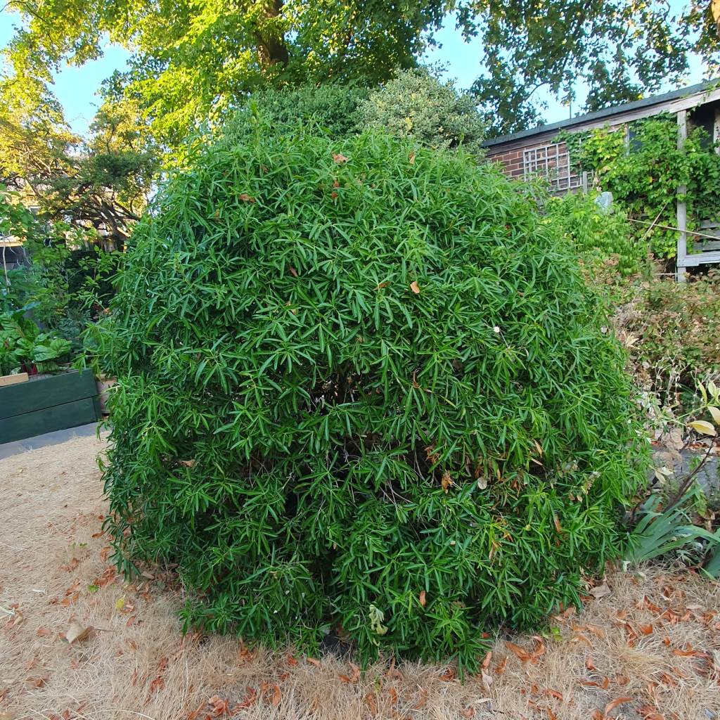 Mandy and Brownie's established Choisya 'Aztec Pearl' is surviving very well with no water or care. August 2026
