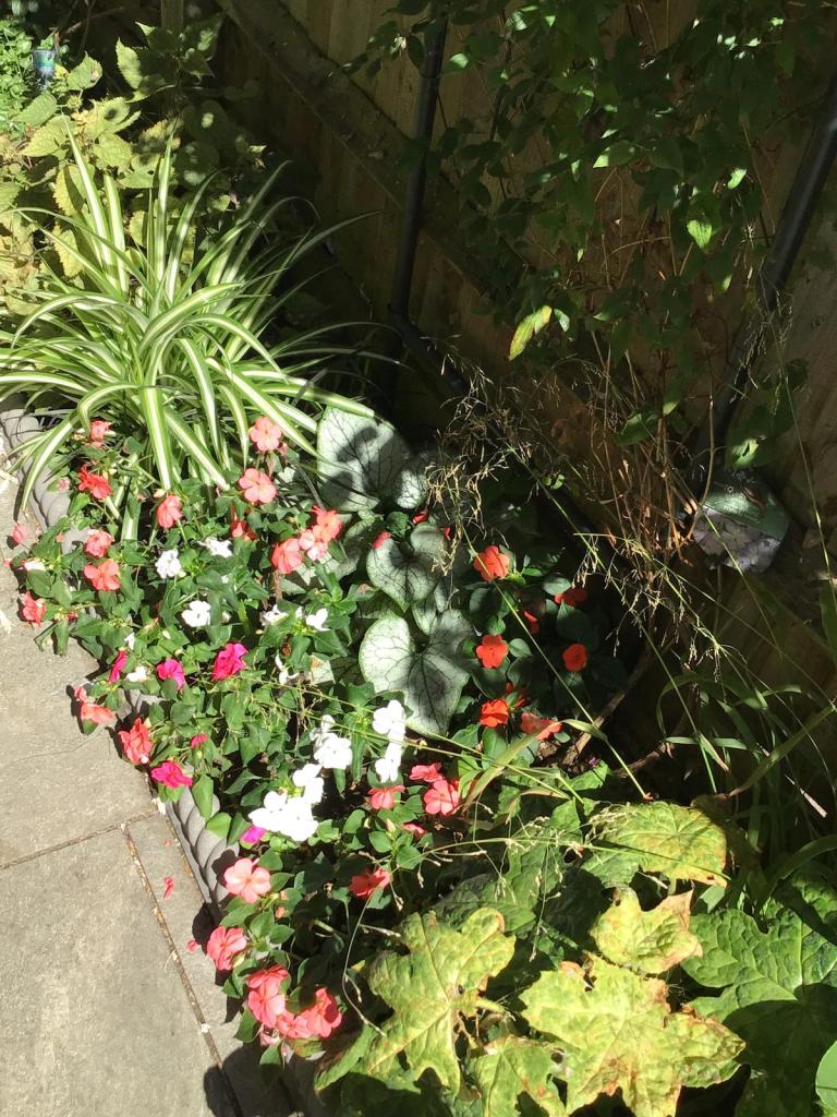 Busy Lizzies, Brunnera and Podophyllum in Viv's shade border, August 2026