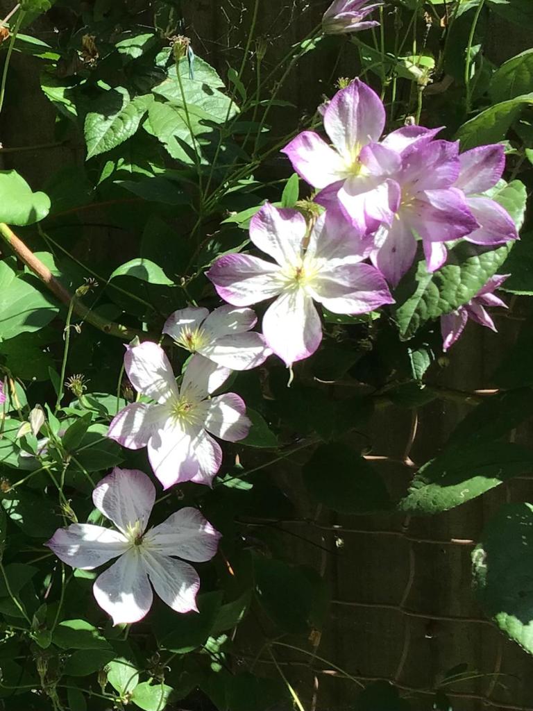 Clematis 'Pernille' in Viv's garden, August 2026