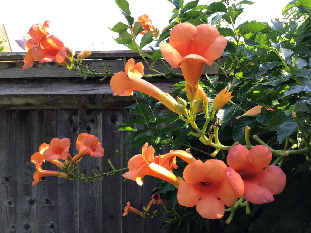 Viv's Campsis radicans, August 2026