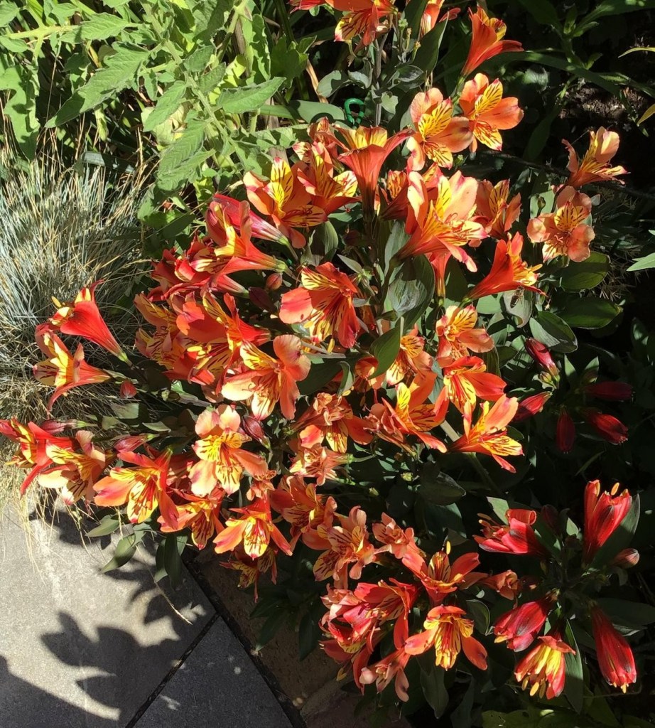 Alstromeria 'Indian Summer' in Viv's garden, August 2026
