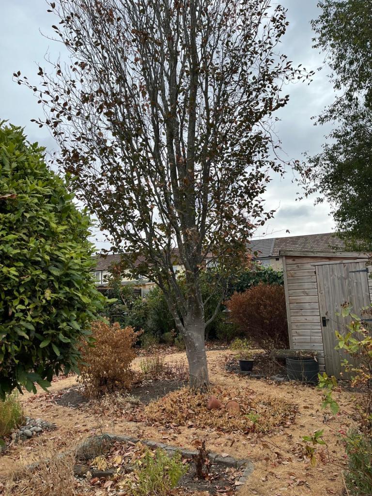 Terry's sad copper beech (Fagus sylvatica f. purpurea), August 2026