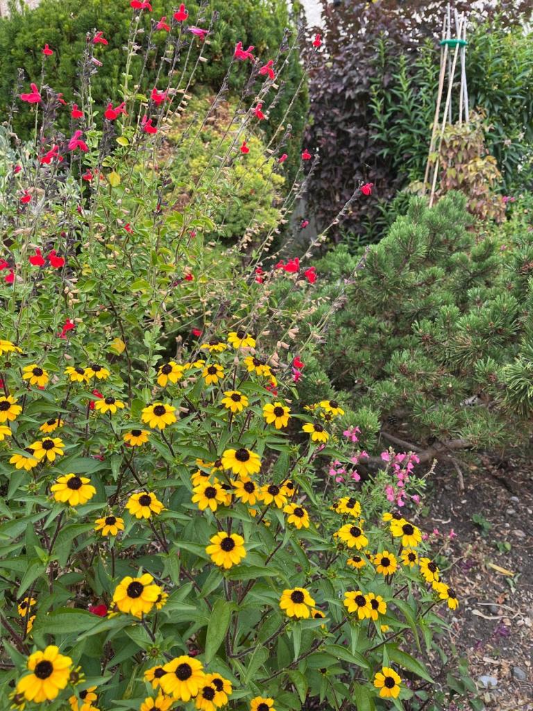 Terry's Rudbeckia, August 2026