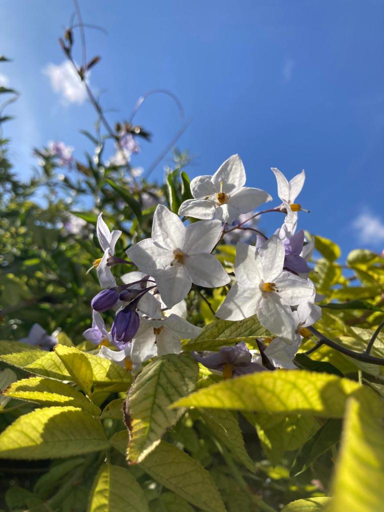 Solanum laxum 'Crèche du Pape'