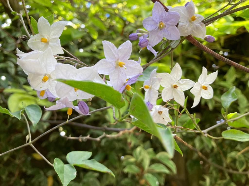 Solanum laxum 'Crèche du Pape'