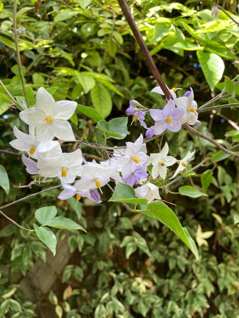 Solanum laxum 'Crèche du Pape'