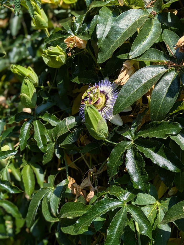 Passiflora caerulea still going for world domination, with or without water. August 2026