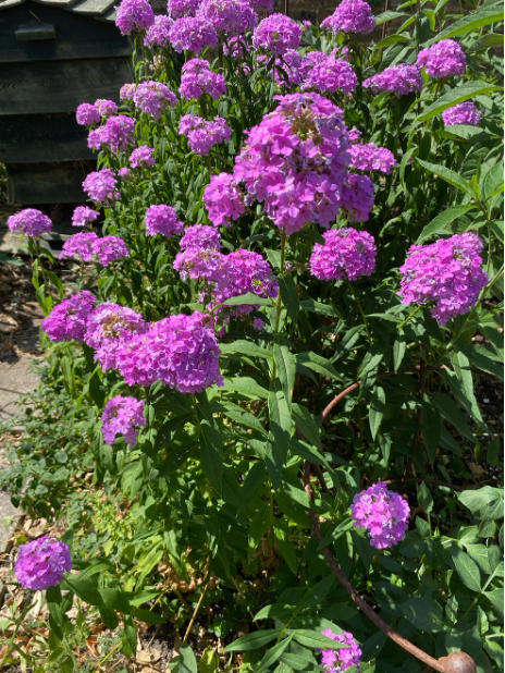 Vija's Phlox 'Margery Fish', August 2026