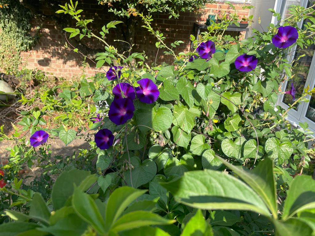 Sue's thriving Ipomoea tricolor (morning glory), August 2026