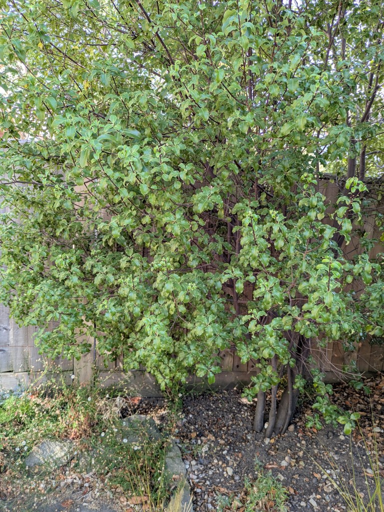 Unwatered Pittosporum, August 2026