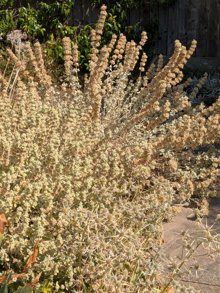Pseudodictamnus and Eryngium - gone to seed but perfectly fine without water. August 2026