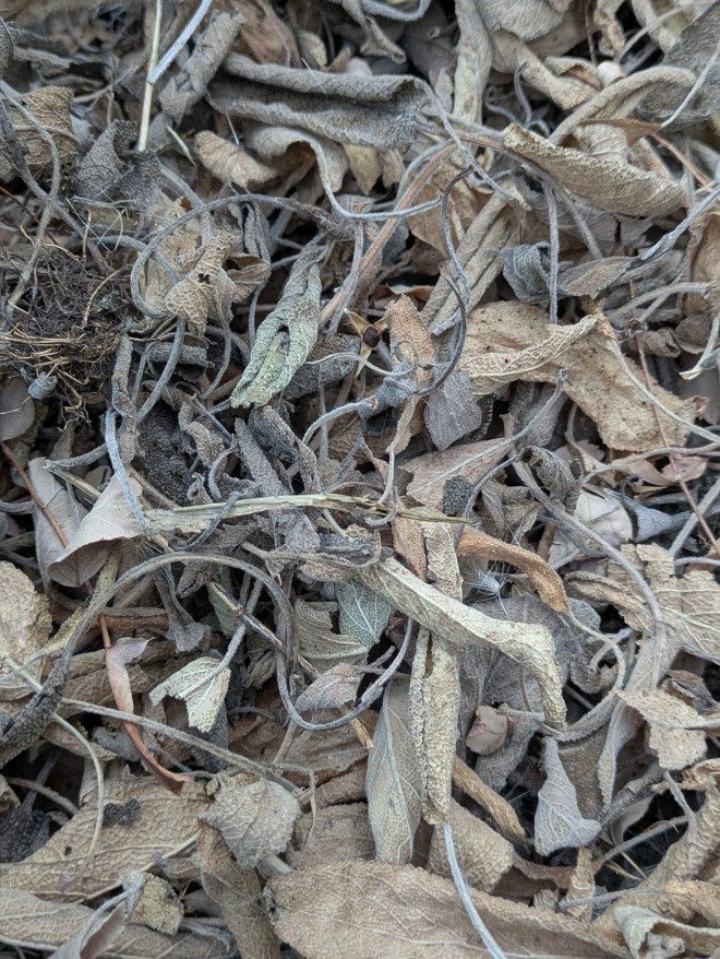 Fallen leaves can make an immediate mulch over damp ground, August 2026