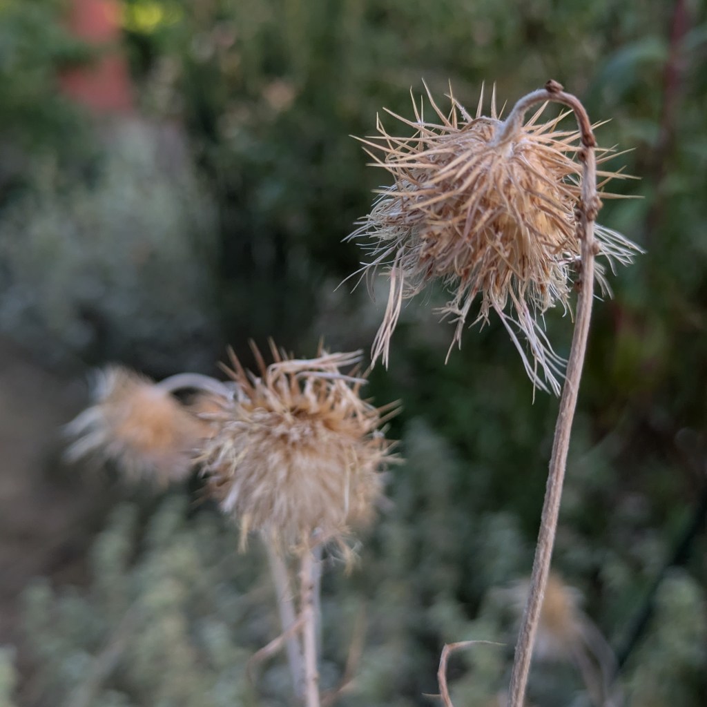 Galactites tomentosa seeds, August 2026