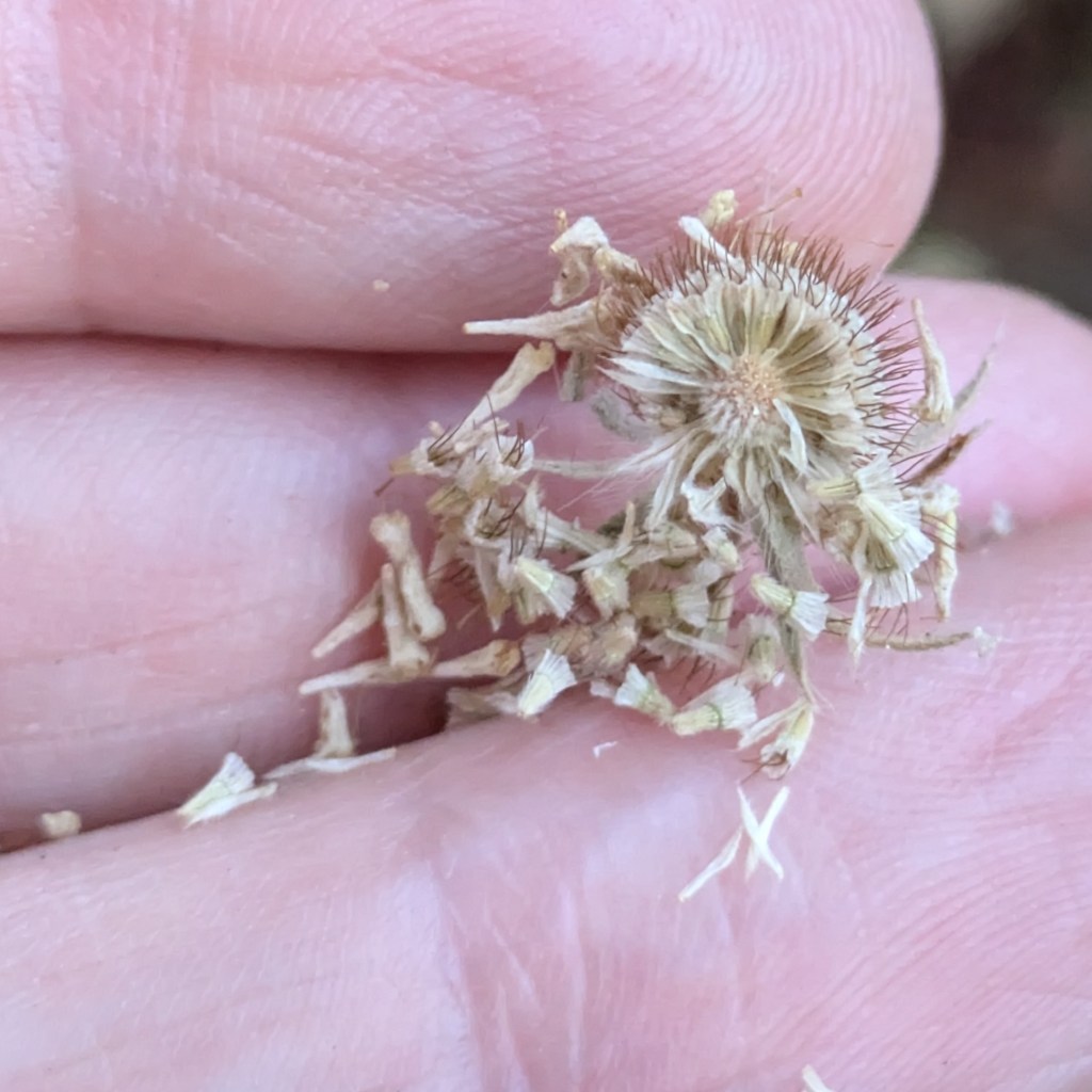 Scabiosa columbaria subsp. ochroleuca seeds, August 2026