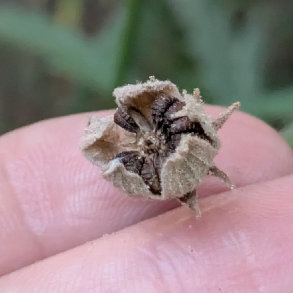 Althea cannabina seeds, August 2026