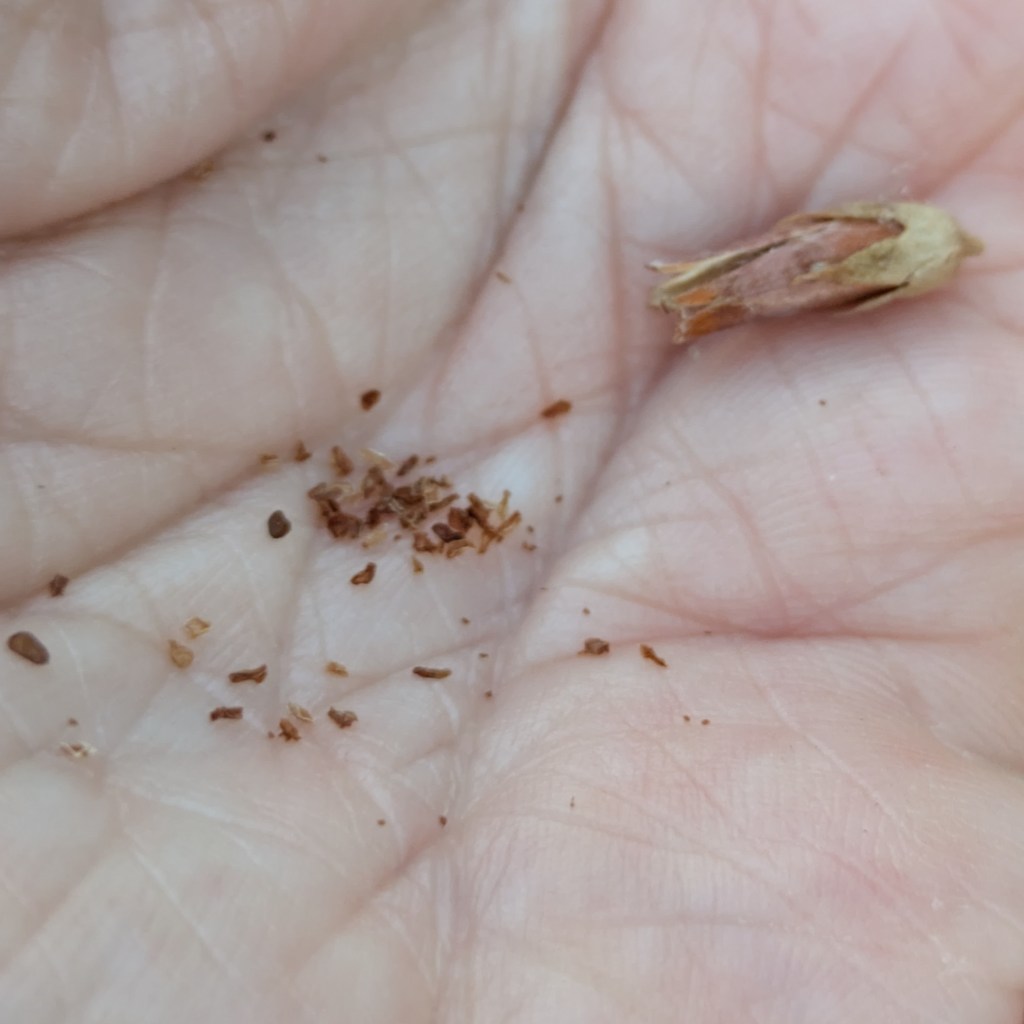 Dodecatheon meadia seeds, August 2026
