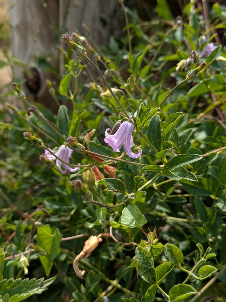 Clematis in Andrew Salter's garden, 15 August 2026