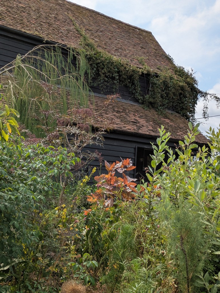 Andrew Salter's garden (the stunning poplar), 15 August 2026