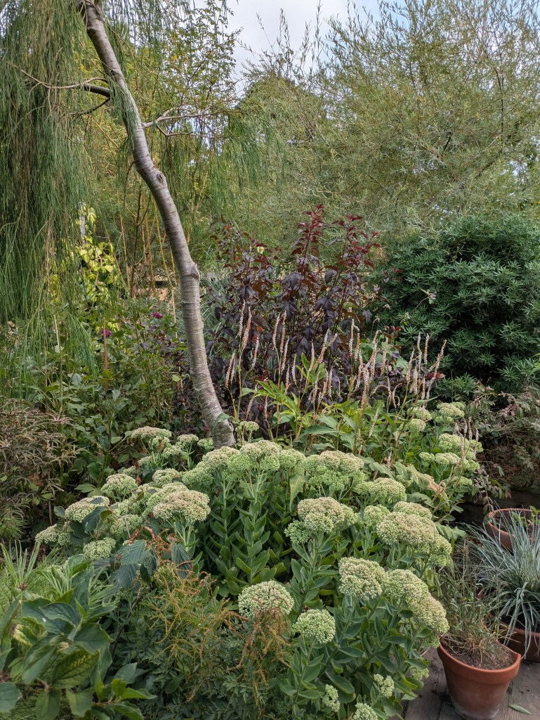 Andrew Salter's garden, 15 August 2026
