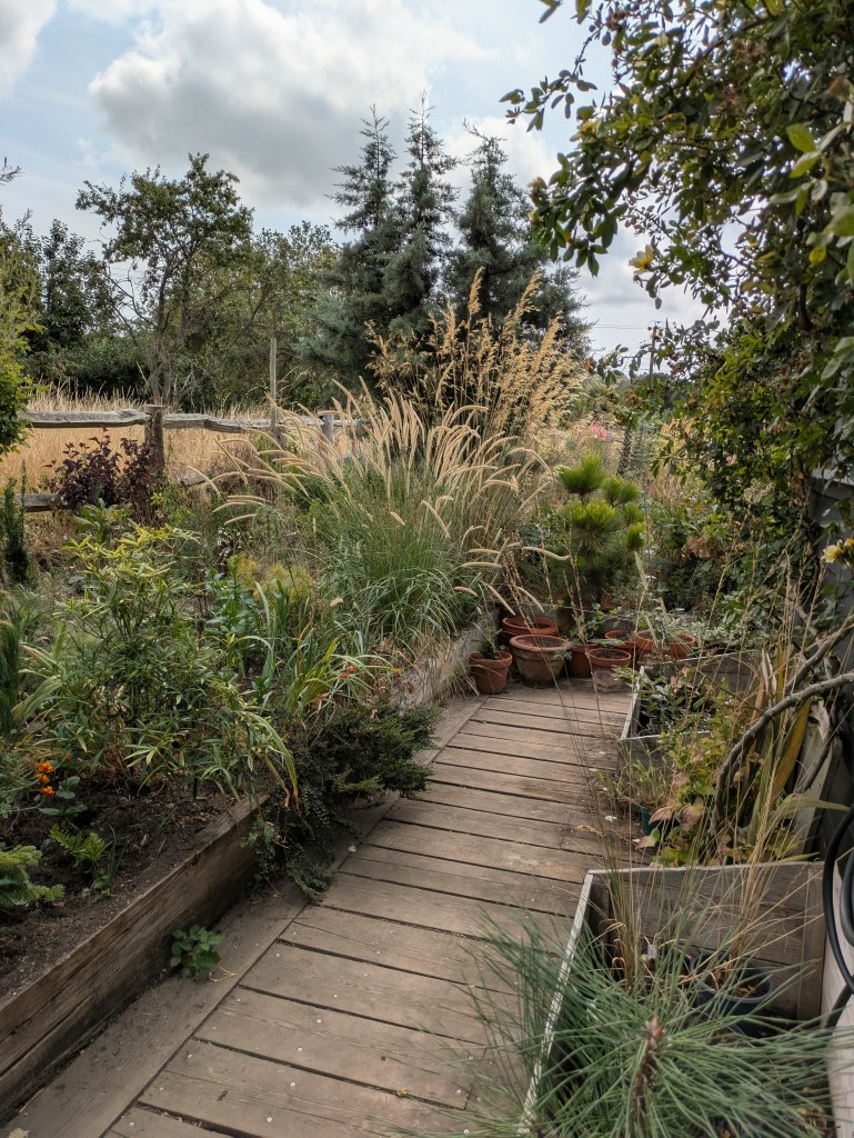 Andrew Salter's garden, 15 August 2026