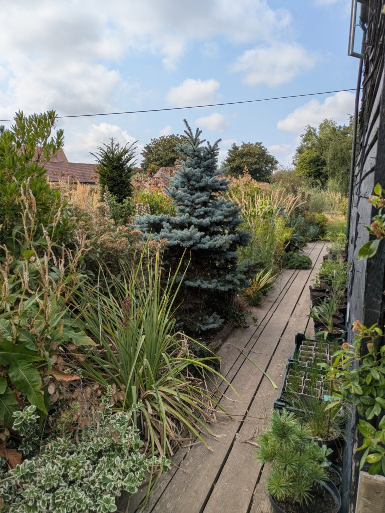 Andrew Salter's garden, 15 August 2026
